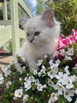 Ragdoll