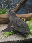 pleco ca 30cm & pleco ca 20 cm