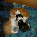 Kattungar