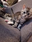 Kattungar 