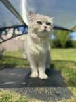 Ragdollhona 1,5 år söker nytt hem