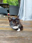 kattungar