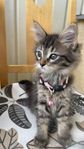 Maine Coon-kattungar