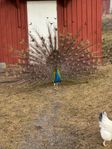 Påfågelpar 