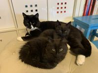 Kattungar 25% Ragdoll Söker seriösa och kärleksfulla hem