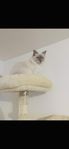 Ragdoll kattunge