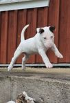 Bullterriervalpar SKK