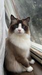 Ragdoll med stamtavla tillgänglig för avel