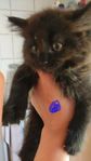 Leveransklar långhårig brun Ragdoll/Norsk skogskatt mix