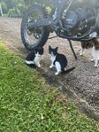 kattungar