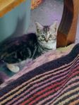kattungar