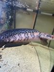 Channa Marulioides  Red Barito