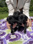 Staffordshire Bullterrier valpar