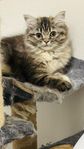 Persian Ragdoll Mix