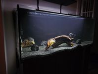 juwel 450l med fisk