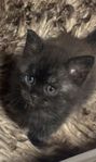 Kattungar