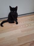 kattungen 