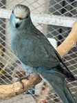 Kakariki 