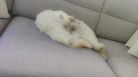 2st ragdoll syskonpar