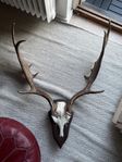 Horn, trofé, dekoration