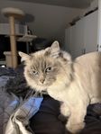 Social och gosig katt behöver ett tryggt hem