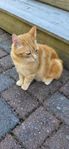 kastrerad Hankatt