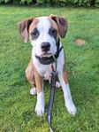 American Stafforshire Terrier ( AmStaff ) Renrasig SKK