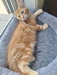 maincoon mix