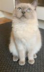 ragdoll