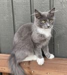 Kattungar semilånghåriga