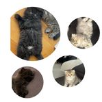 söta kattungar