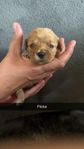 cavapoo valpar födda 4/7