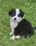MAS, Miniature American Shepherd - Valp 11 veckor gammal