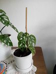 Monstera Monkey Mask