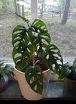 Monstera Monkey Mask