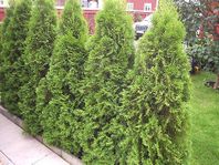 Thuja thujor brabant smaragd