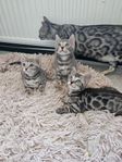 Bengal kattungar