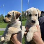 Labrador korsningar Örebro 