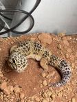 leopard gecko