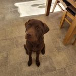 Labrador tik