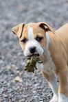 AMERICAN STAFFORDSHIRE TERRIER HANE 9 VECKOR