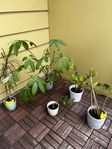 Plants
