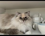 Ragdoll omplacering