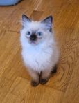 gulliga Ragdoll kattungar med stamtavla I Sverak 