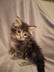 Sibirisk katt