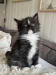 Kattungar ragdoll/skepskatt