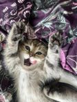 Brittiska kattunge 