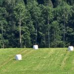 Analyserat hösilage