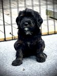 Multigenerational Australian Labradoodle WALA registrerade