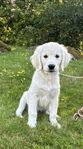Golden retriever valp vid namn Gemma